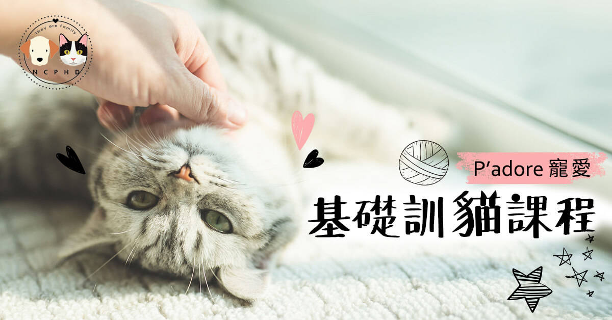 基礎訓貓課程 基礎訓貓課程