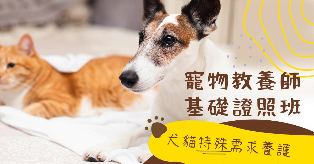 寵物教養師基礎證照班:犬貓特殊需求養護(進階班) 寵物教養師基礎證照班:犬貓特殊需求養護(進階班)