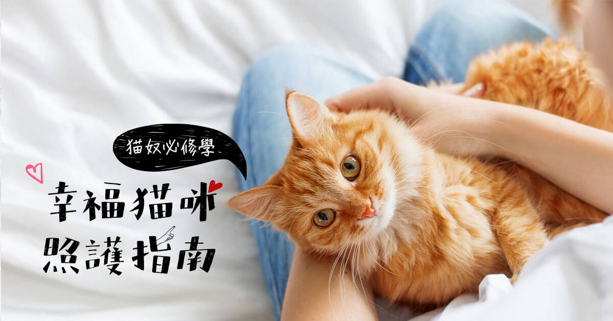 幸福貓咪照護指南【再2人即開班】 幸福貓咪照護指南【再2人即開班】
