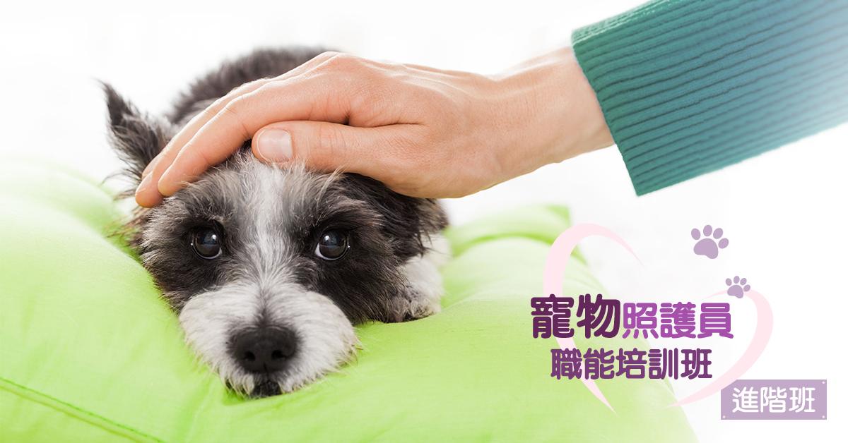 特定寵物照護員職能培訓班-進階-台北班