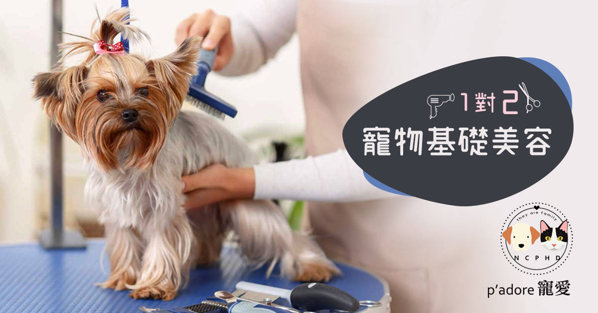 一對二寵物基礎美容