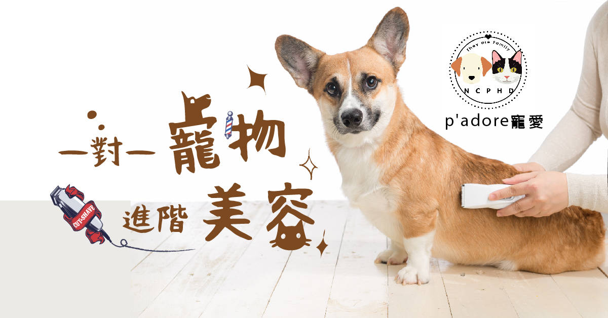 一對一寵物進階美容