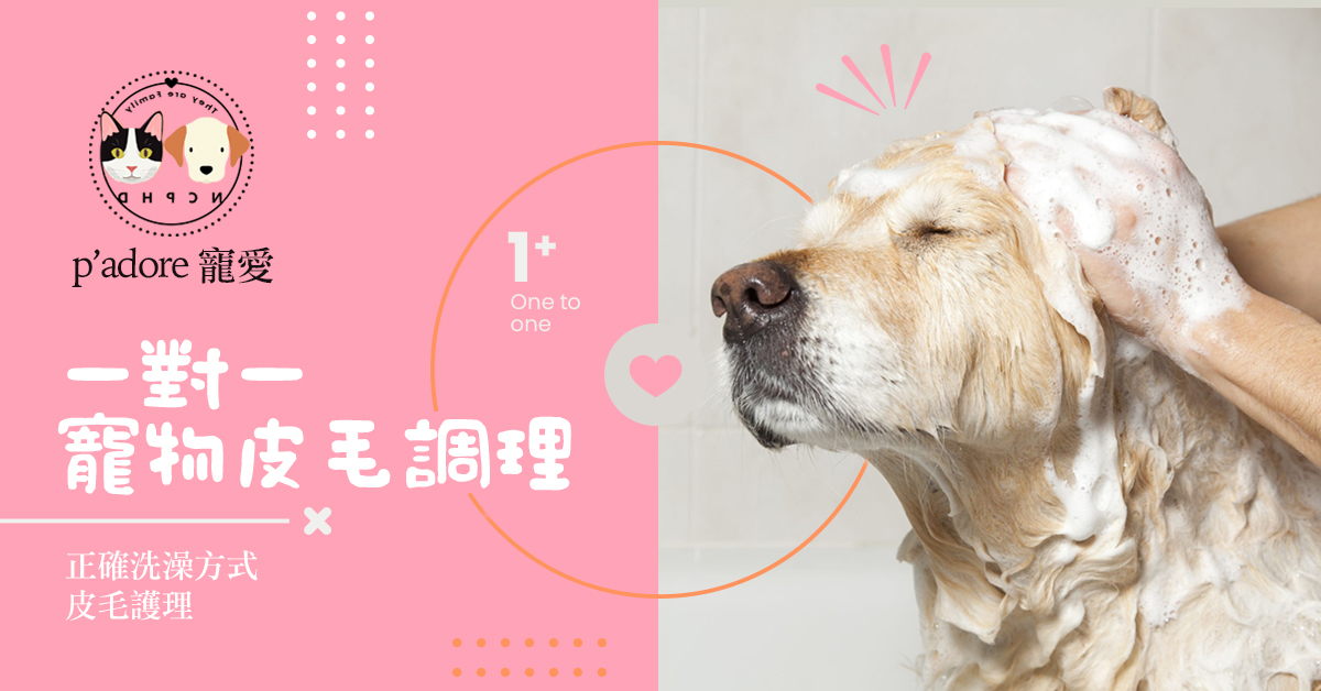 一對一寵物皮毛調理 【NEW】
