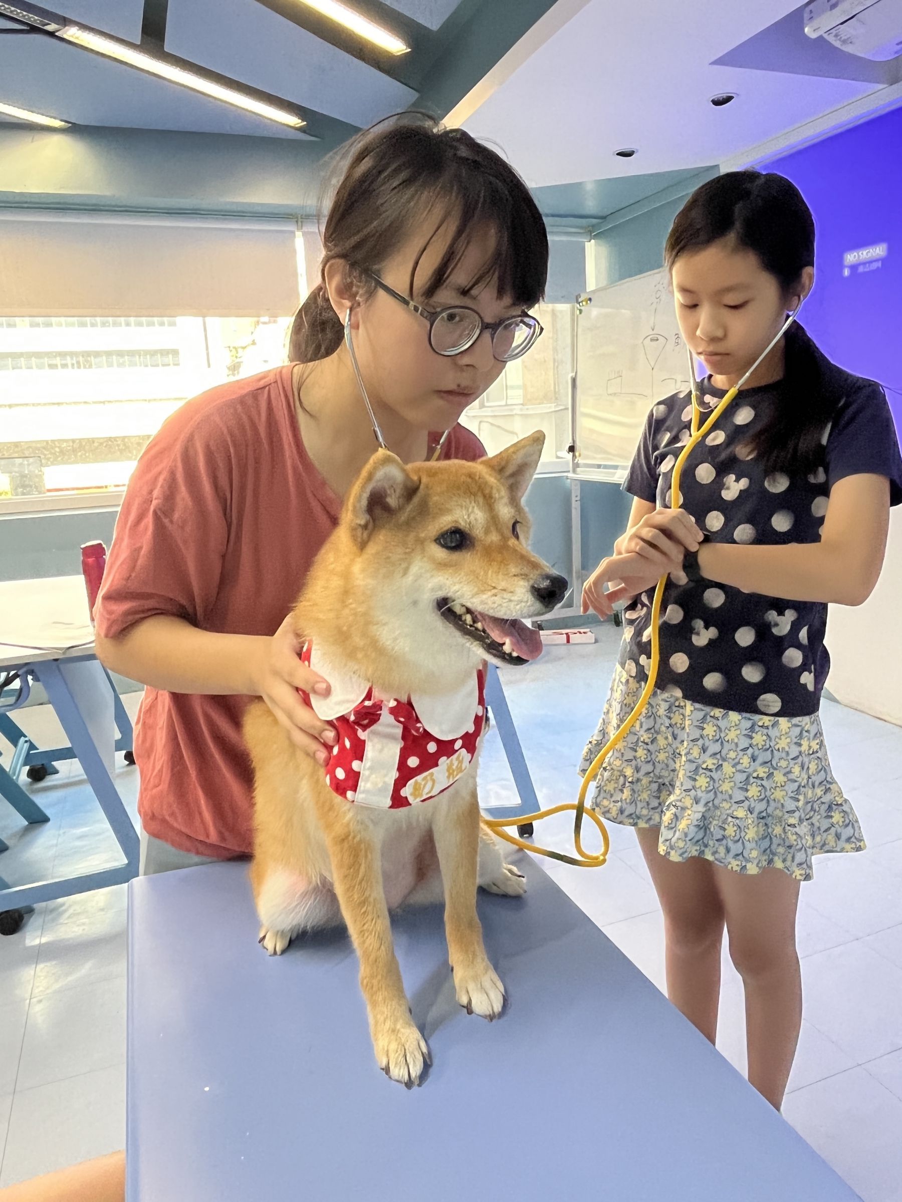 呆萌寵物小獸醫